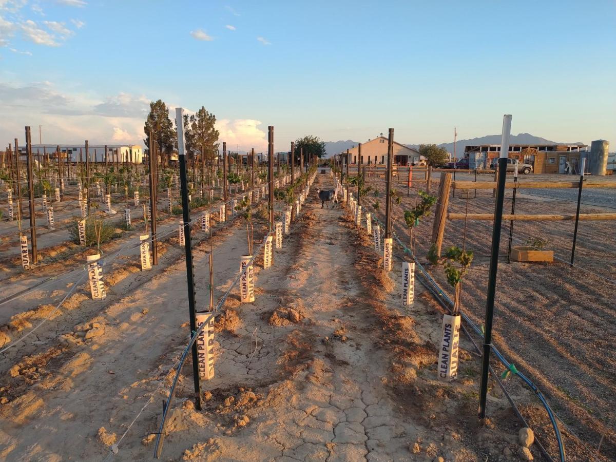 Black Star Ranch Vineyard Pahrump Exterior photo